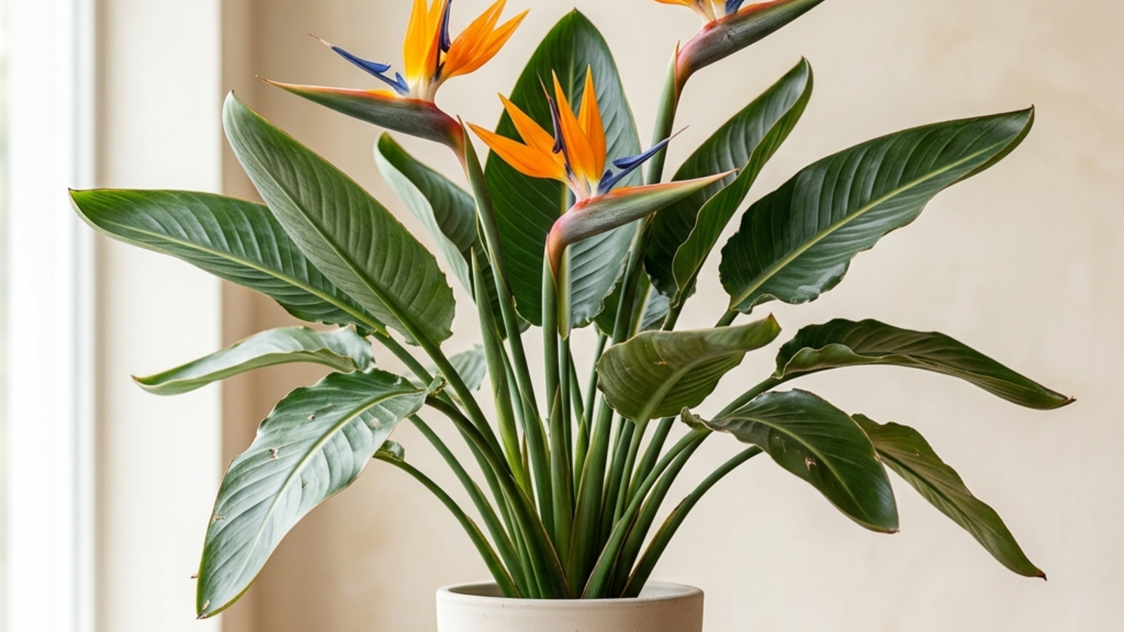 bird of paradise: Bird of paradise care indoors (Strelitzia reginae and S. nicolai): light, water, flowering and problems