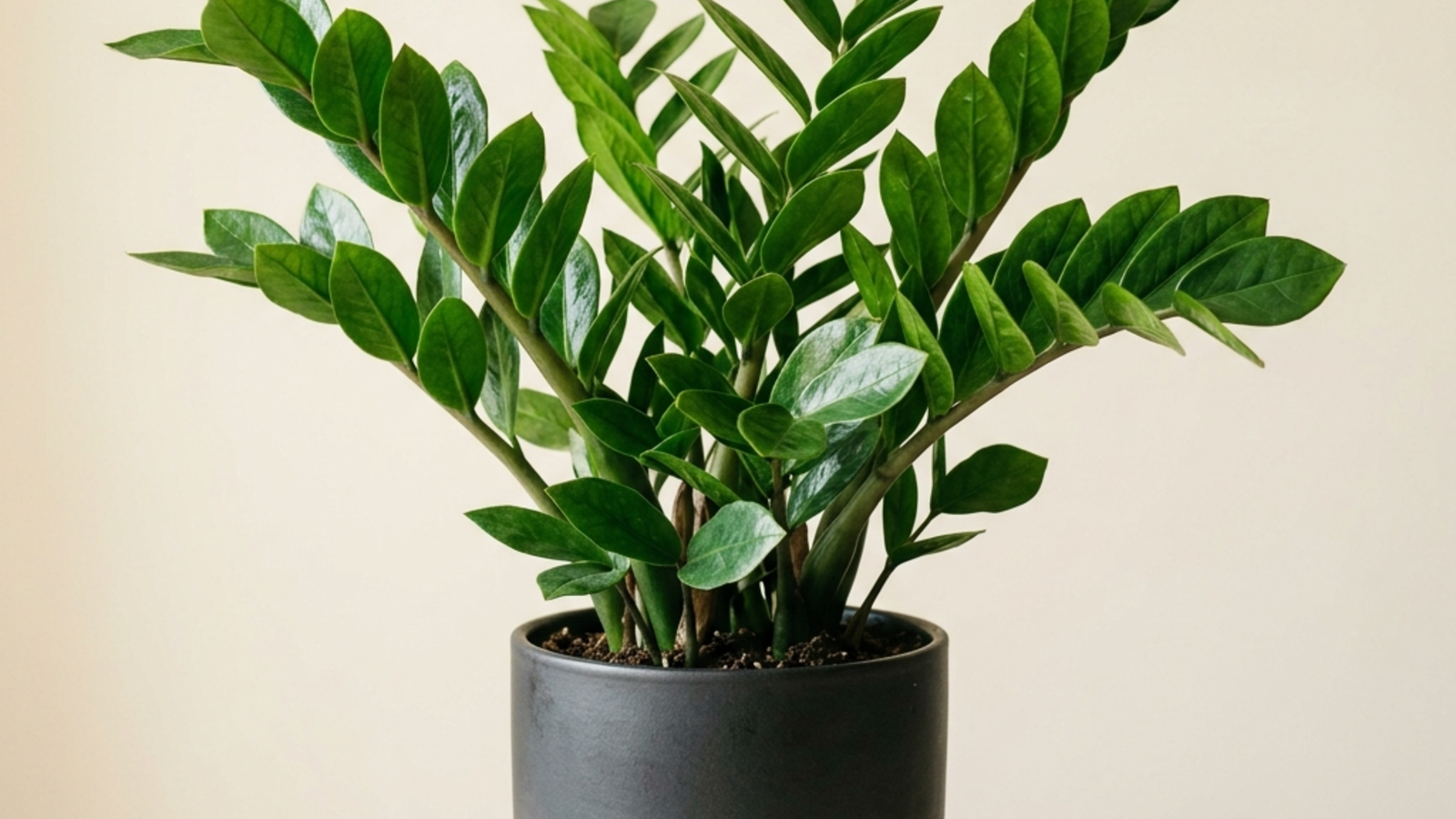 zz plant: ZZ plant care guide: rhizome watering, potting mix, repotting and propagation
