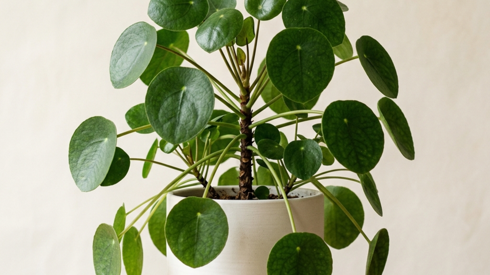 pilea peperomioides: Pilea care: Chinese money plant, aluminum plant and friendship plant