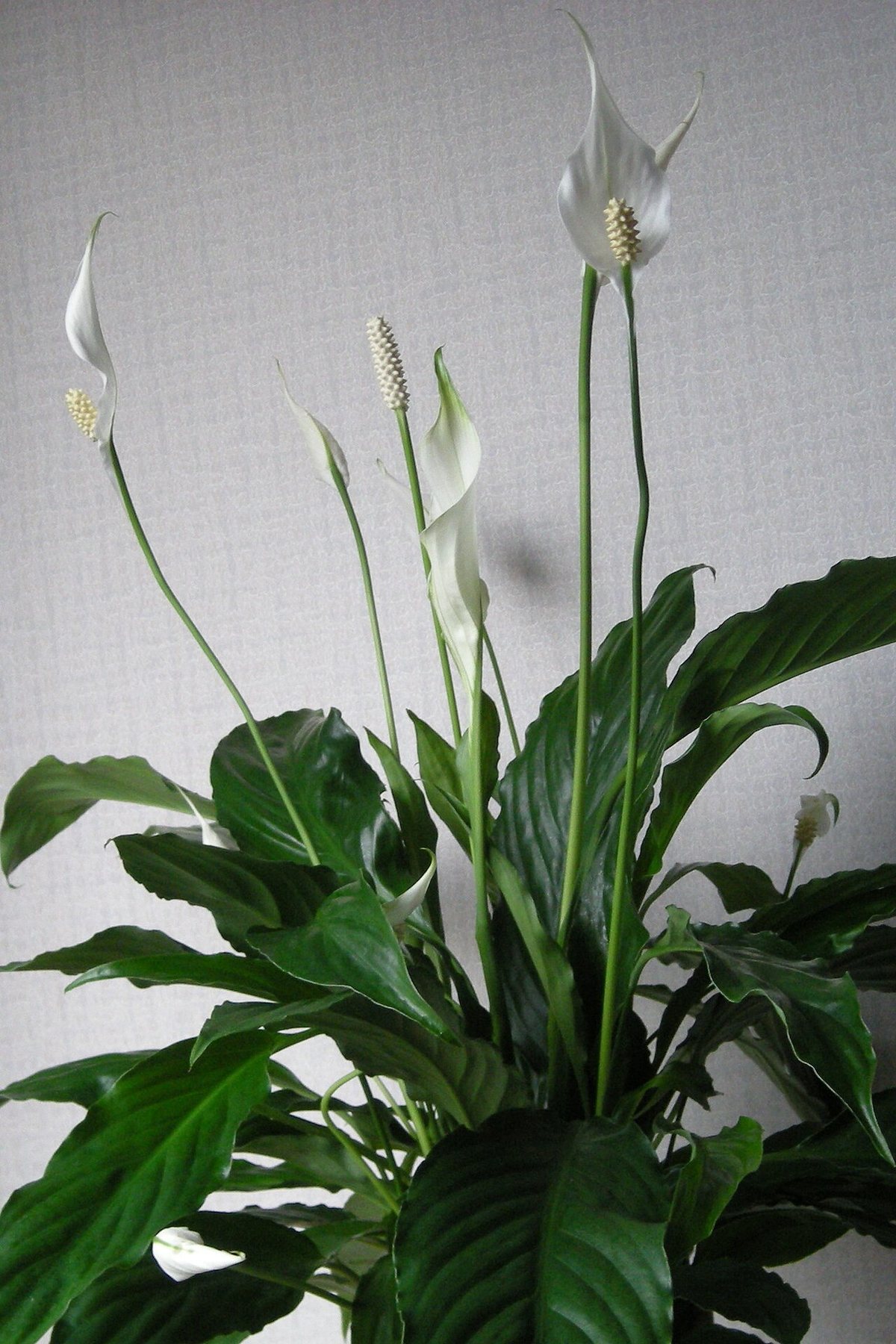 Peace lily