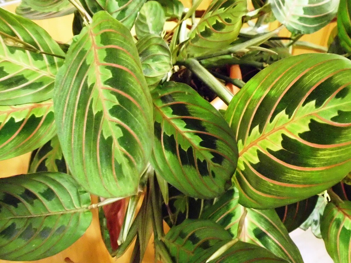 Prayer plant