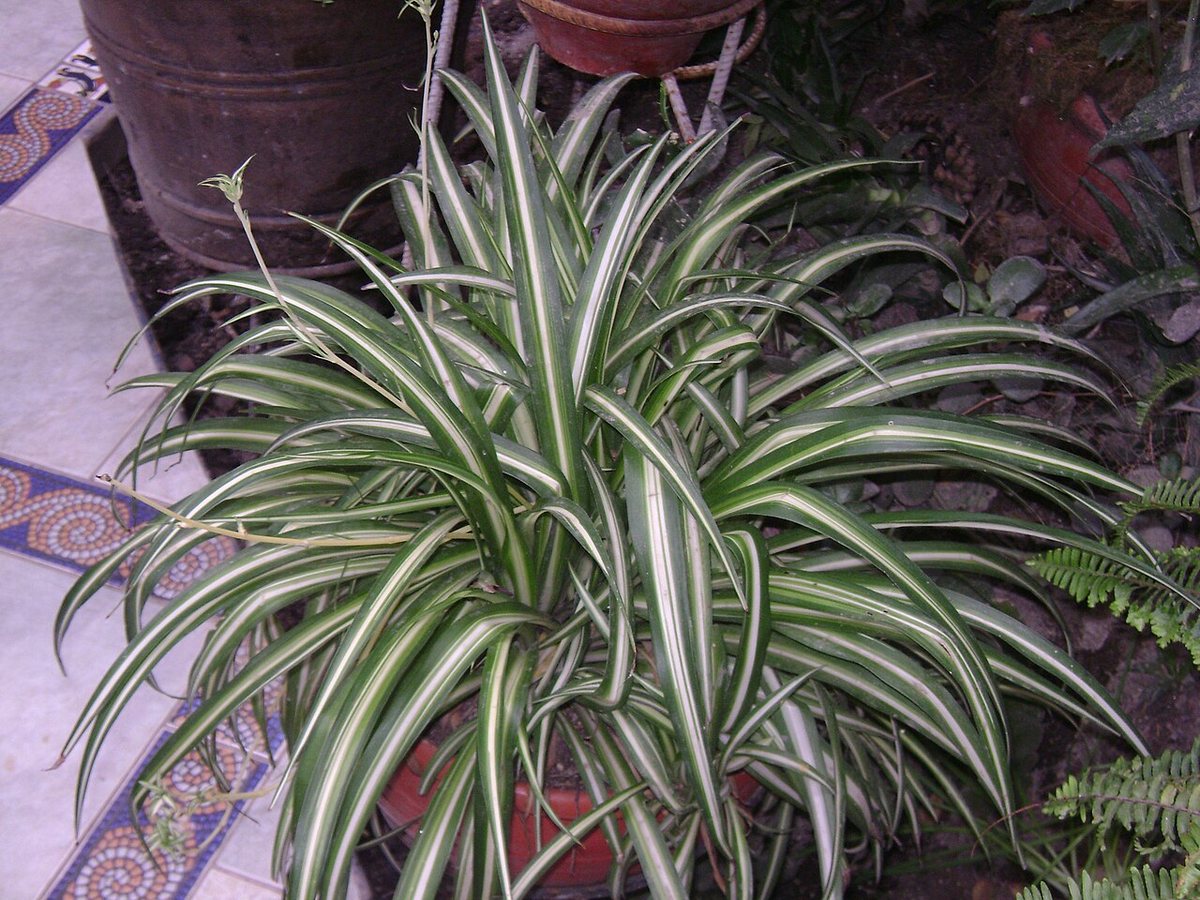 Spider plant